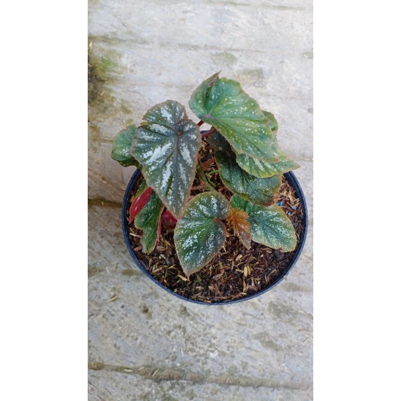 Jual Tanaman Hias Begonia Salju Angel Wings Shopee Indonesia