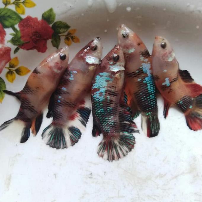 Terbaru Ikan Cupang Betina Orange Koi Line Nemo