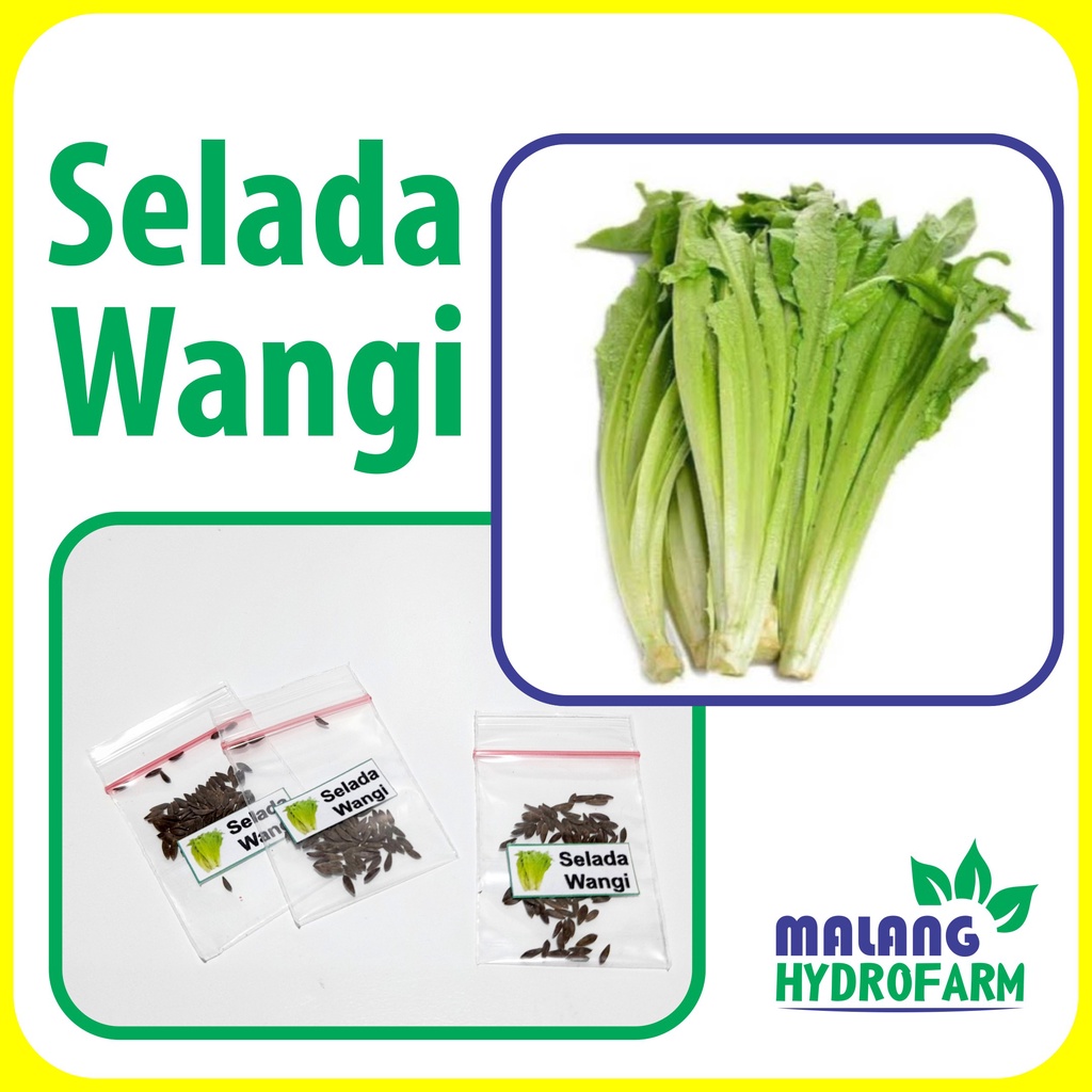 Jual Benih Selada Wangi Unggulan Berkualitas Biji Keriting Siomak Bibit Hydroponik Hidroponik