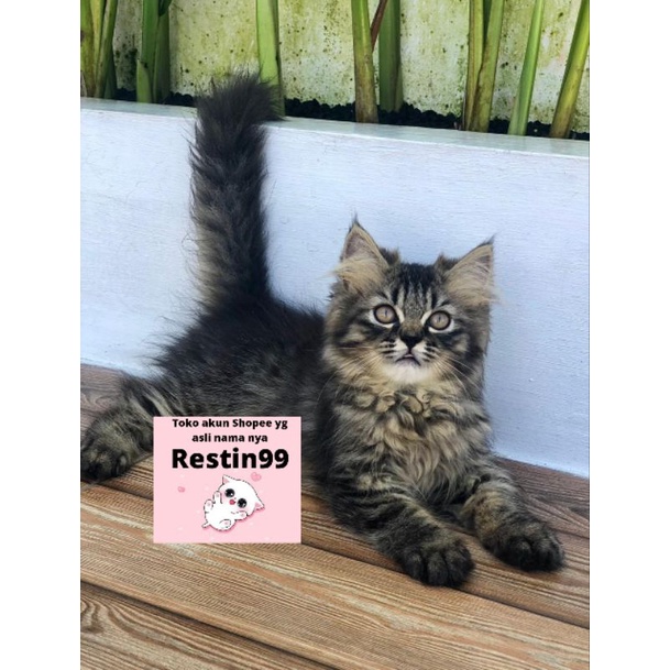 kitten persia mix MC lucu tabby bola