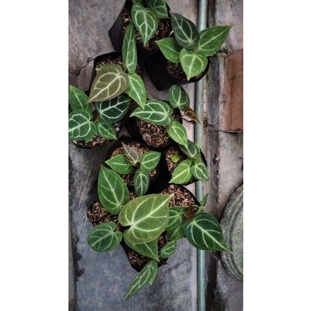 anthurium kuping gajah magnificum