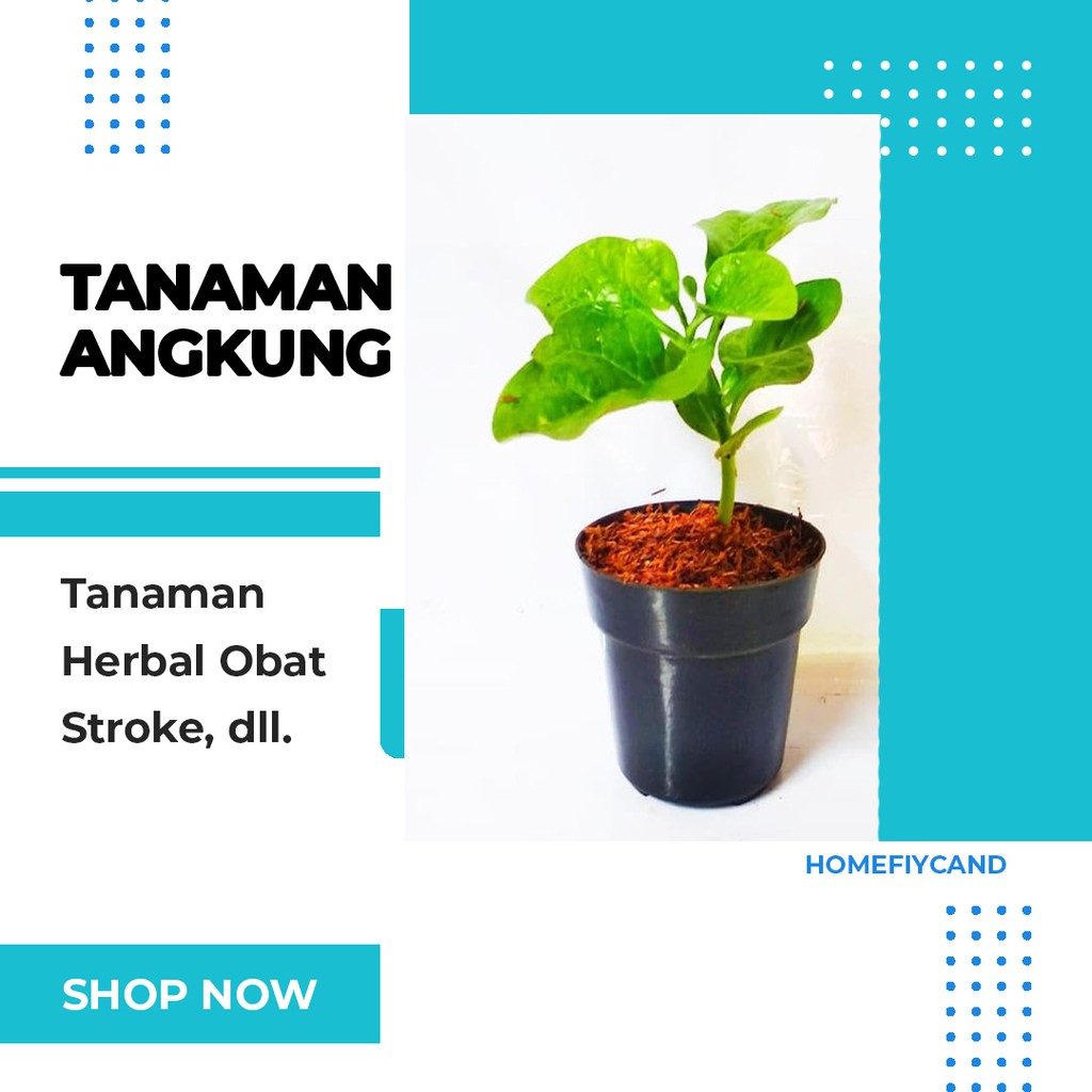 Jual Benih Tanaman Herbal Angkung | Shopee Indonesia