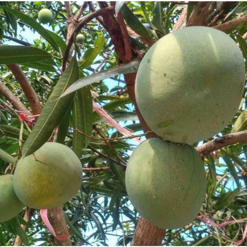 Bibit mangga kelapa super Manis