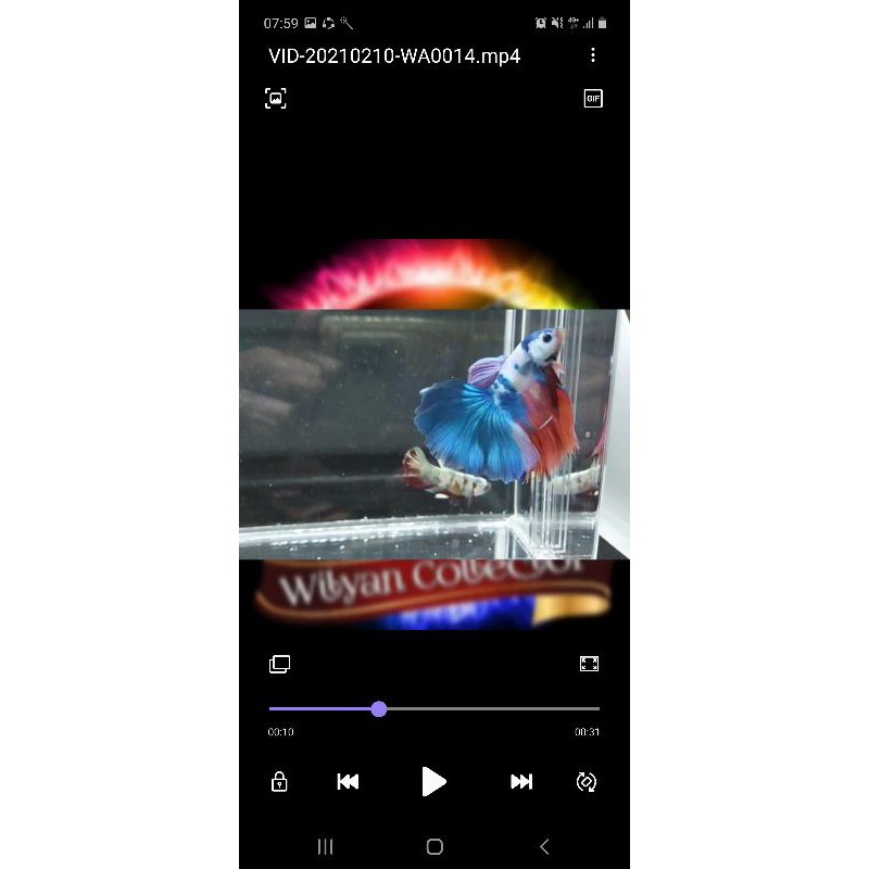 

CUPANG CANDY HALFMOON TOP GRADE