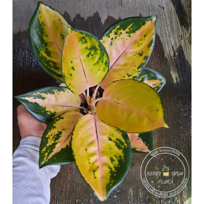 Tanaman Hias Aglonema Sulthan Brunei - Aglonema Sultan Brunei - Bunga Aglonema