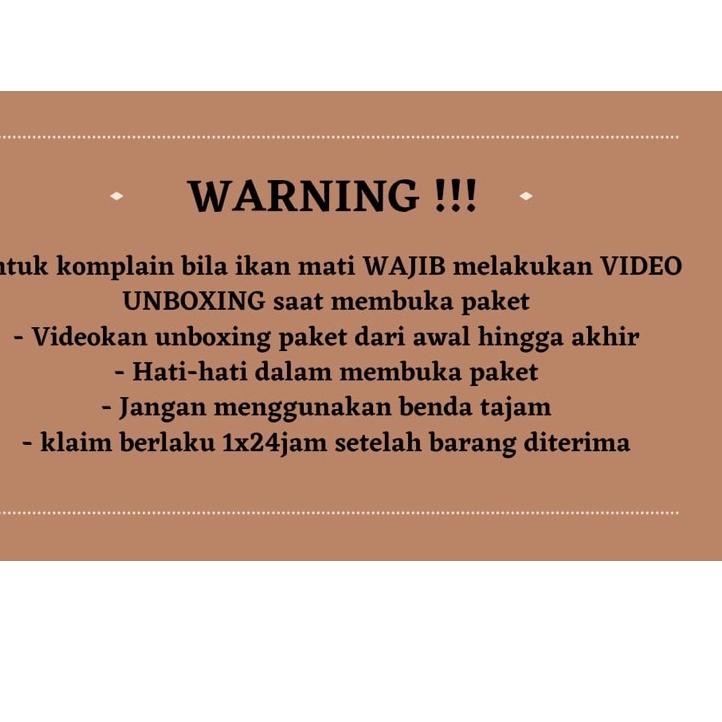 SALEE.. YELLOW SENTARUM 18-20cm