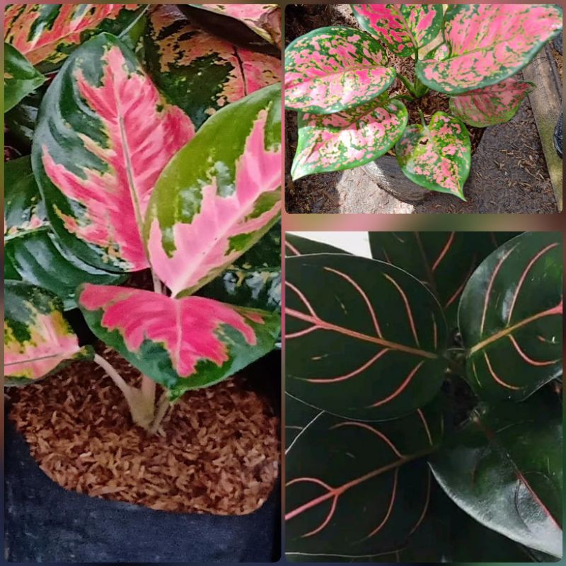 paket 3 jenis aglonema dut anjamani red kocin rotundum