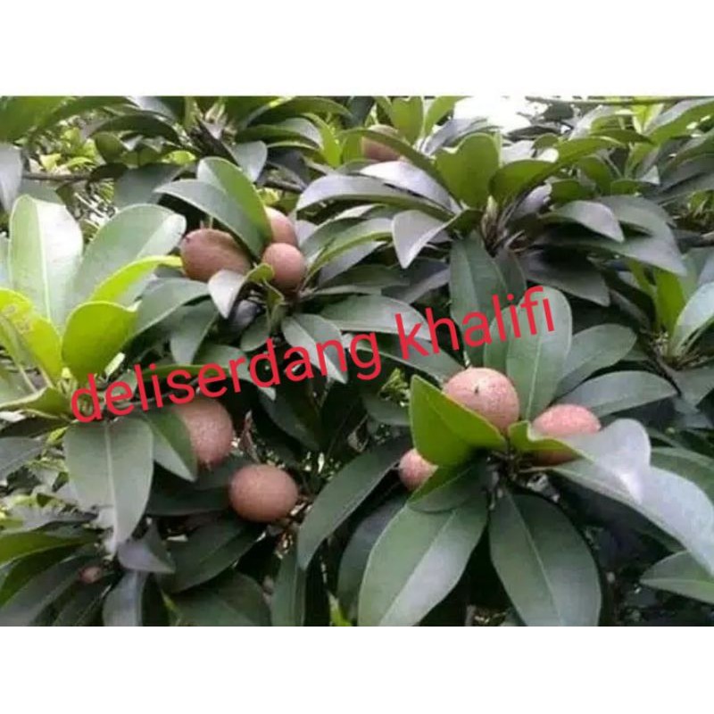 

SAWO MUDA/ BUAH SAWO PENTIL