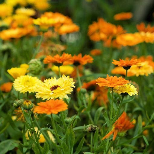 Benih-Bibit Bunga Calendula Pacific Beauty Mix (Haira Seed)