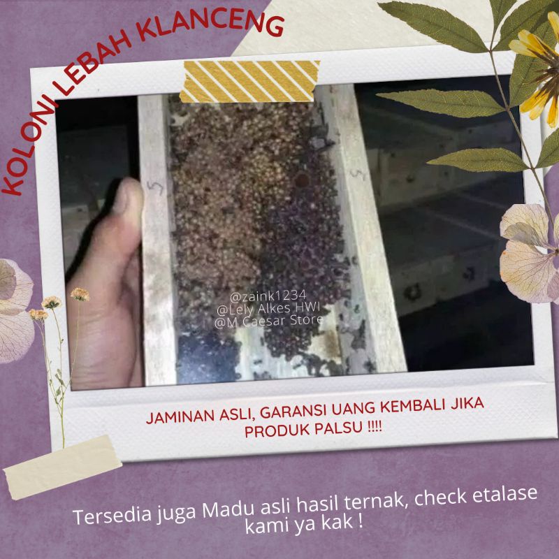 KOLONI KLANCENG TRIGONA-KELULUT SUPER-BERKEMBANG DAN SIAP PRODUKSI