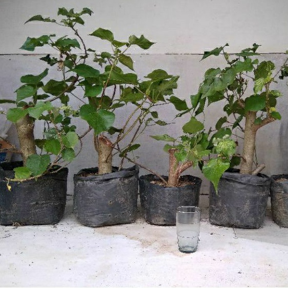 waru wayang bahan bonsai