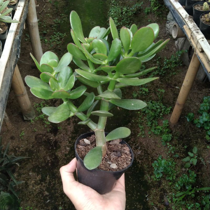 Sukulen jade jumbo