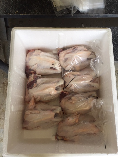 

Ayam Pejantan/Ayam potong pejantan