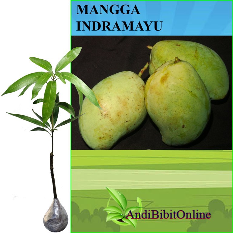 Tanaman Mangga Indramayu - Bibit Mangga Indramayu