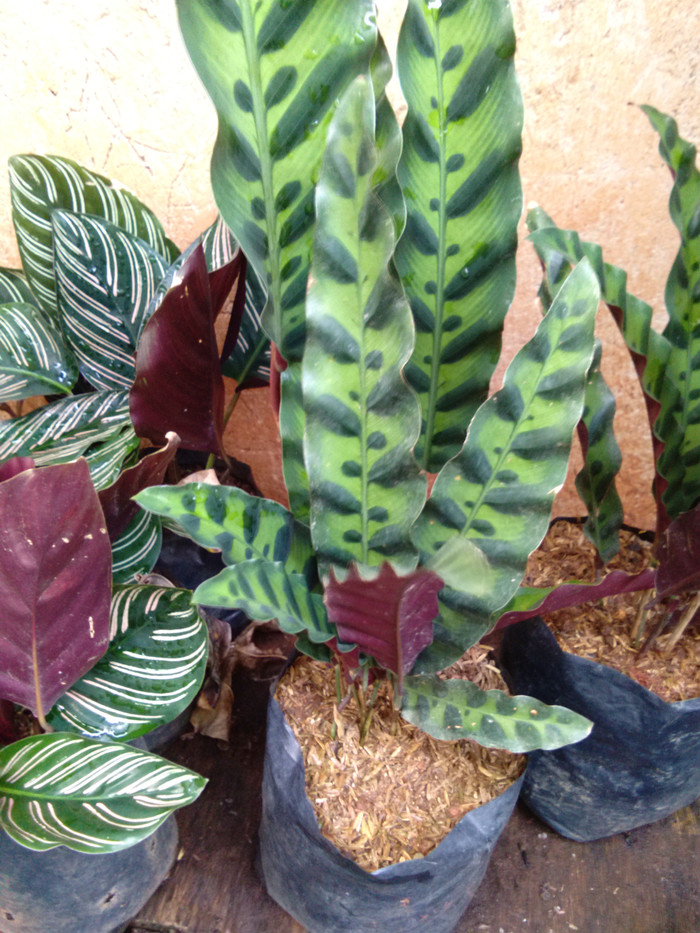 Calathea ekor merak / calathea lancofoila / tanaman hias