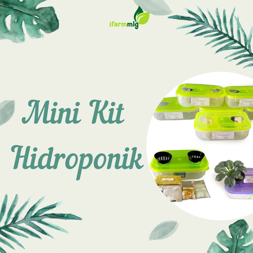 Starter Kit Hidroponik Mini - Super Murah Minikit - Mini kit Hidroponik isi 3 - Kado Hidroponik Lucu