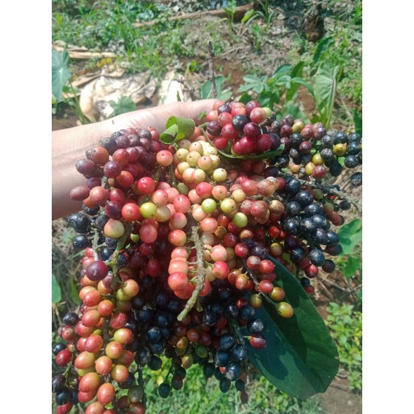 buah buni segar per 500 gr