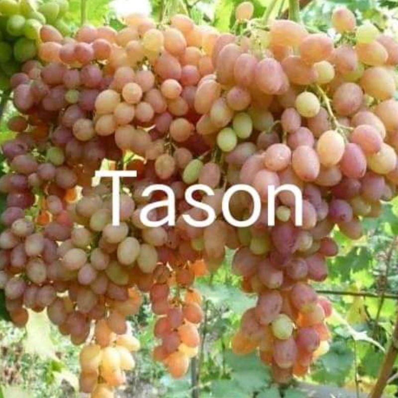 bibit anggur import grafting