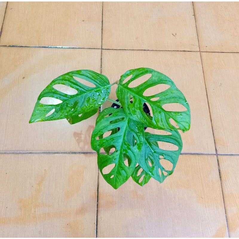 monstera acuminata