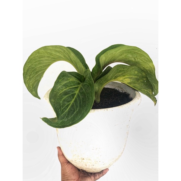 anthurium jemani tanduk variegata