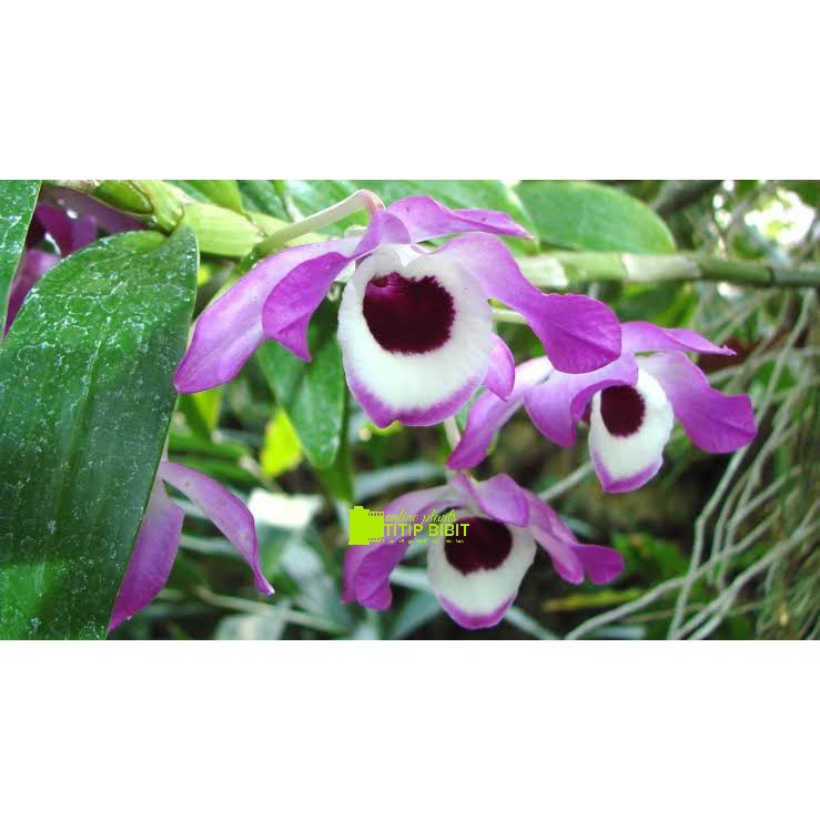 anggrek spesies dendrobium nobile