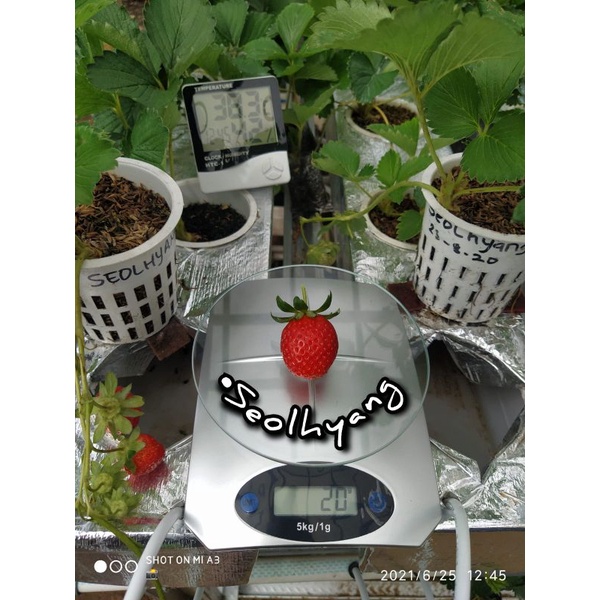 bibit strawberry manis korea seolhyang