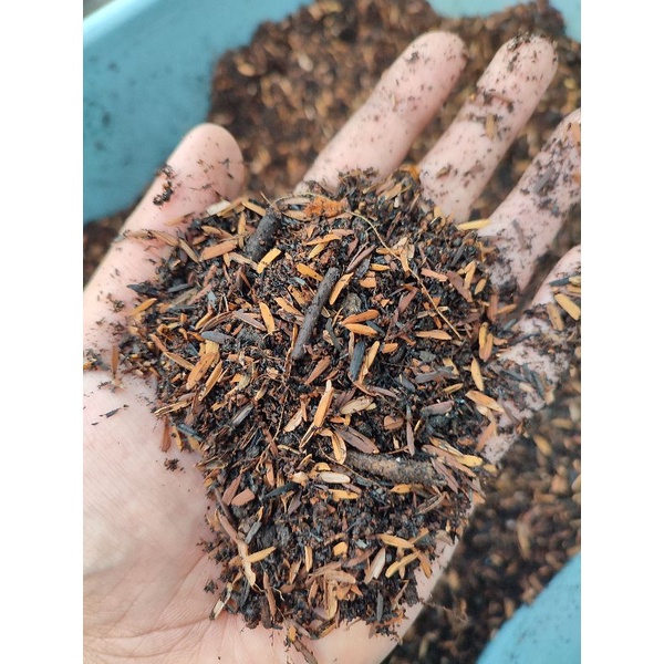 Media Tanam Aglonema 1kg (Sekam sangrai/fermentasi, sekam bakar, kompos/humus bambu, pasir malang, a