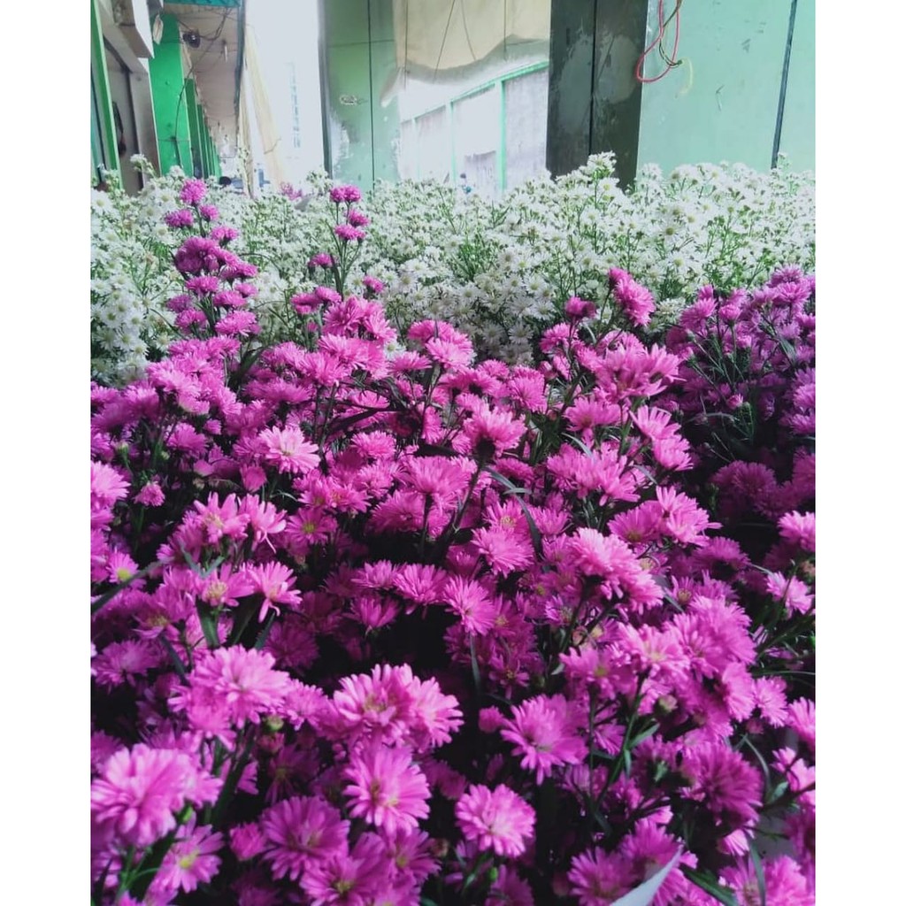 Bibit Bunga Pikok (Belum Berbunga)-Pink