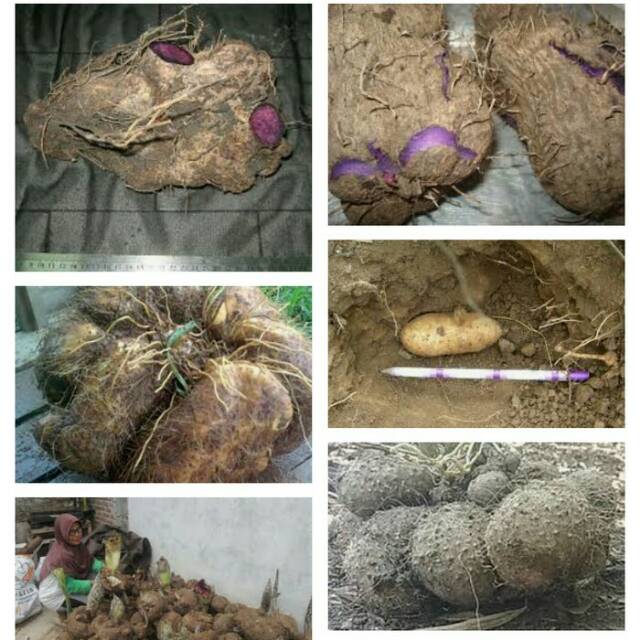 41 Gambar Tanaman Umbi Gembili Terbaik Informasi 41 Gambar Tanaman Umbi Gembili Terbaik Informasi