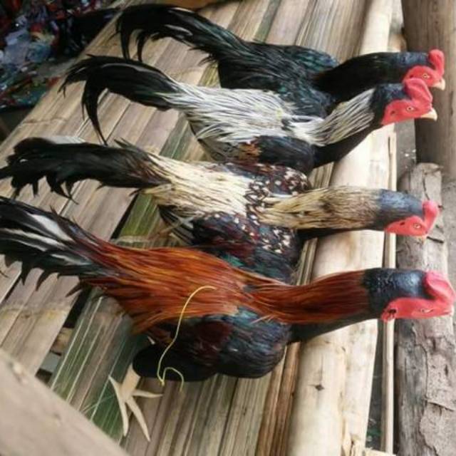 Boneka untul latih ayam