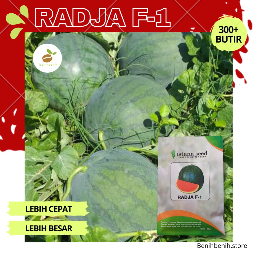 Benih Semangka Non Biji RADJA F1 - Bibit Semangka Non Biji Kualitas Tinggi Buah Besar Tahan Virus - 