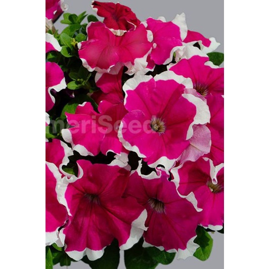 Petunia Jumbo Frost Rose F1