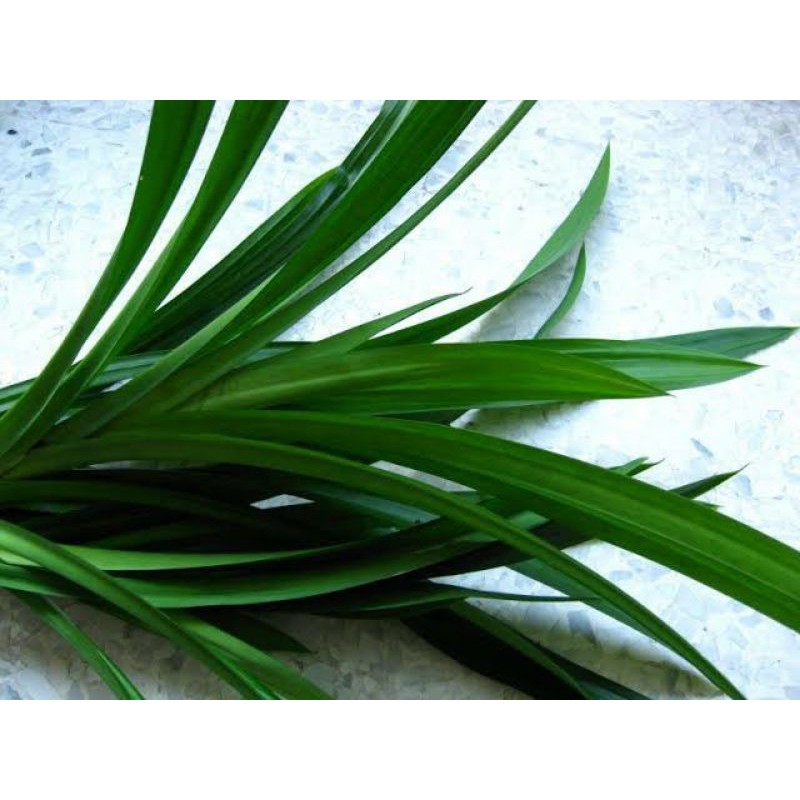 

Daun pandan/pandan Leaves/Screwpine/Pandanus amaryllifolius