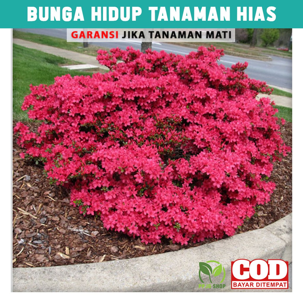 

Tanaman Hidup Hias Azalea Merah Bunga Hiasan Taman Rumah