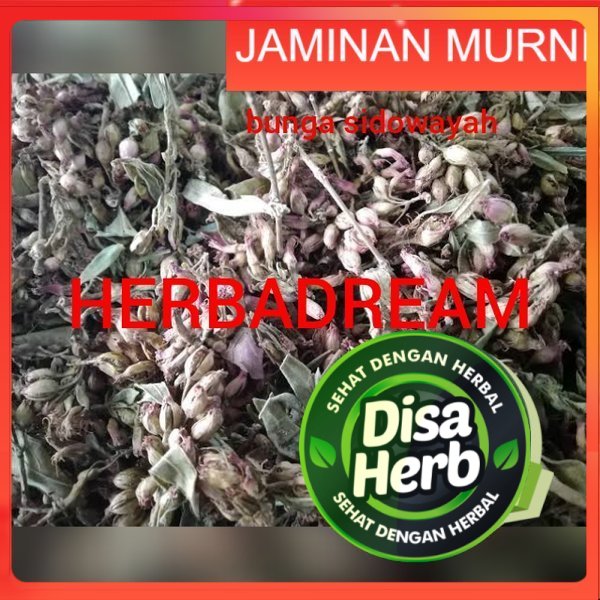 

BUNGA SIDOWAYAH KERING 100 GRAM - Woodfordia Floribunda Salisb - MURNI - JSR - REMPAH
