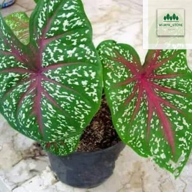 Tanaman hias hidup  keladi red star bunga hidup caladium