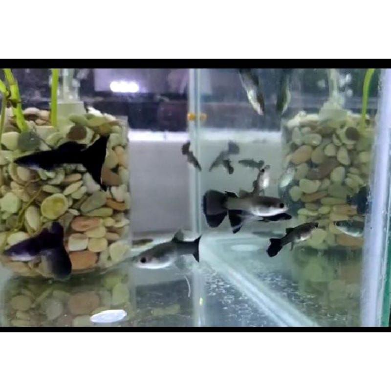 guppy black moscow ribbon. Beli 5 gratis pakan