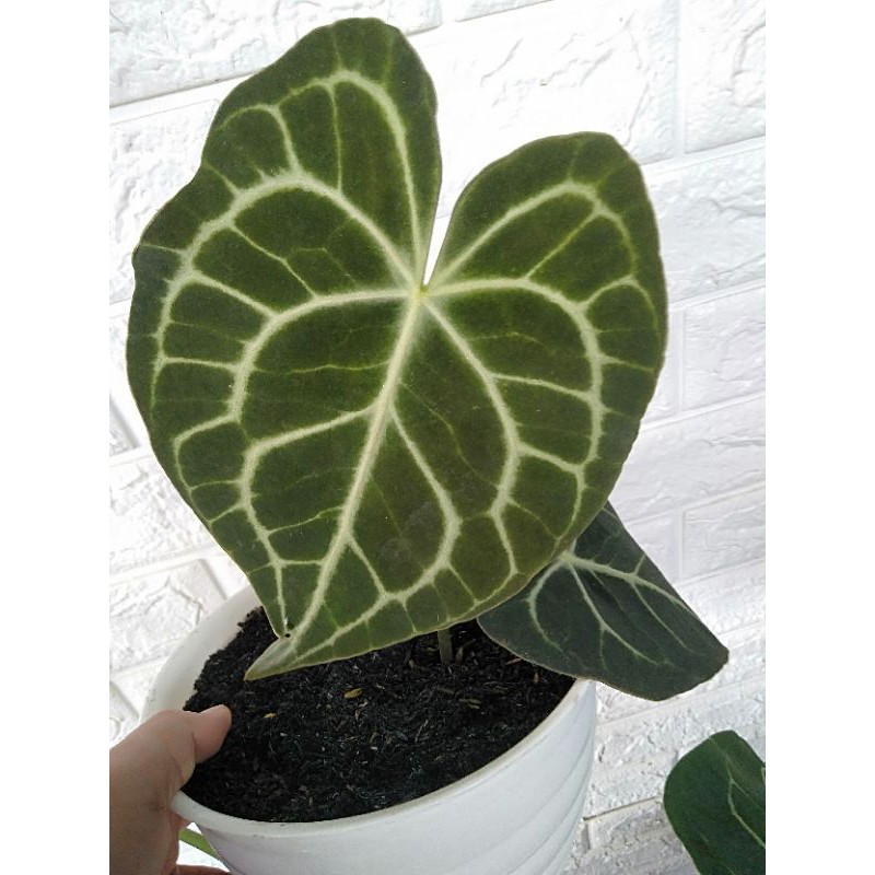 anthorium clarinervium pagoda