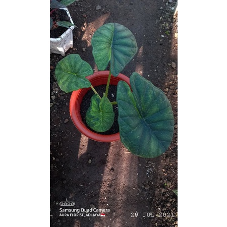 ALOCASIA DRAGON SCALE VARIGATA