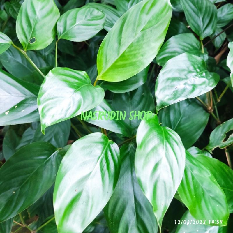 

DAUN BEMBAN SEGAR LANGSUNG PETIK | DAUN BANGBAN | DAUN BAMBAN | DONAX CANNIFORMIS | BUMBAN | BANBAN | BOMBAN | BAMBAN