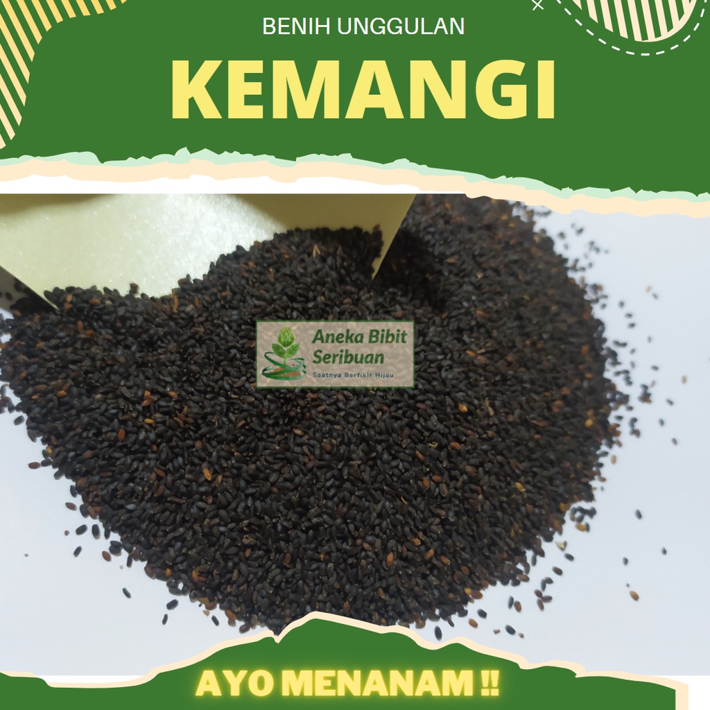 (500 Gram) Benih Kemangi Lalap Bibit Sayuran Unggul Berkualitas Bibit Benih Daun Kemangi