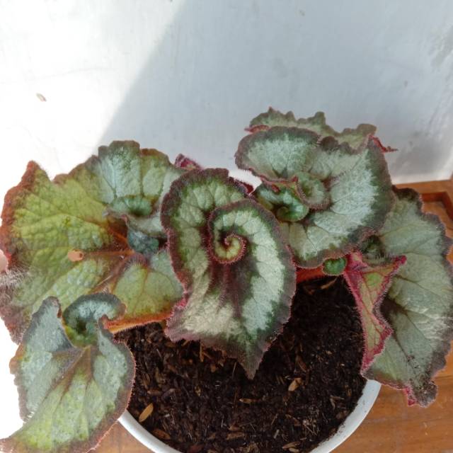 Tanaman begonia keong