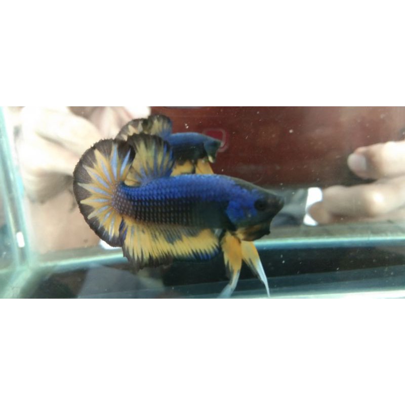 ikan cupang mustard gas