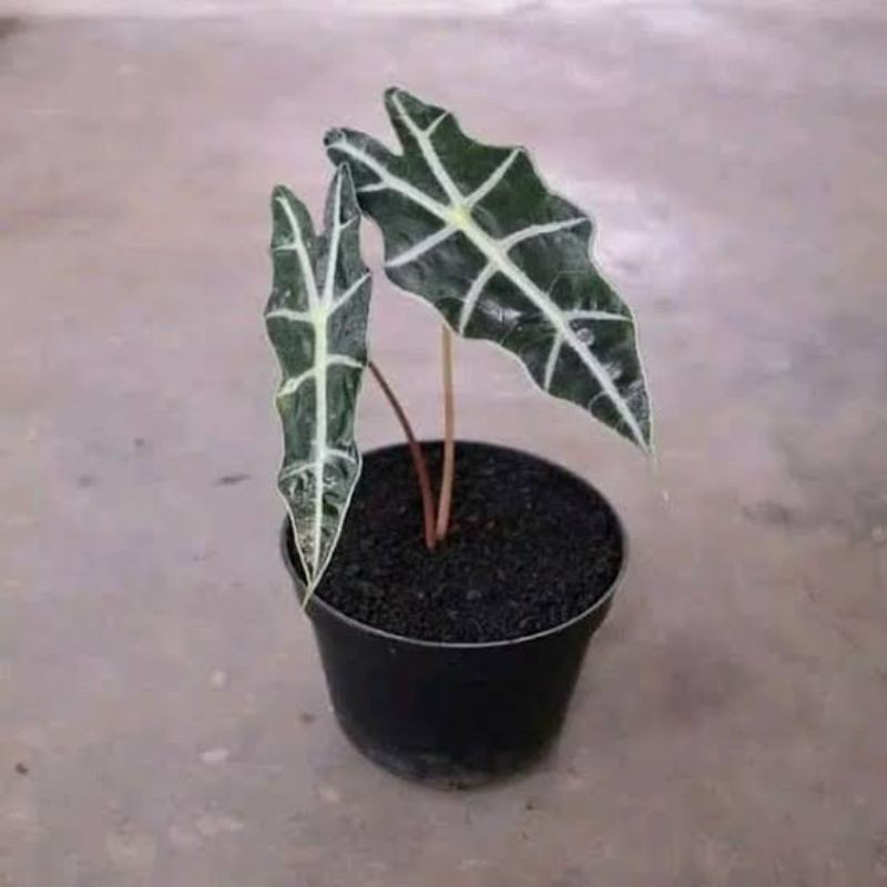 alocasia amazon