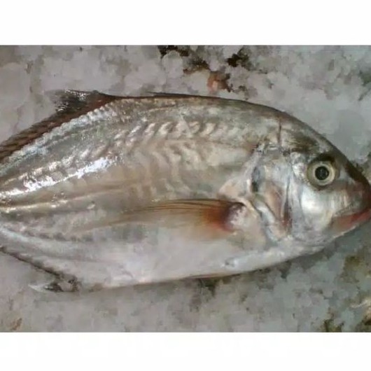 

ikan kuwe fresh 1kg