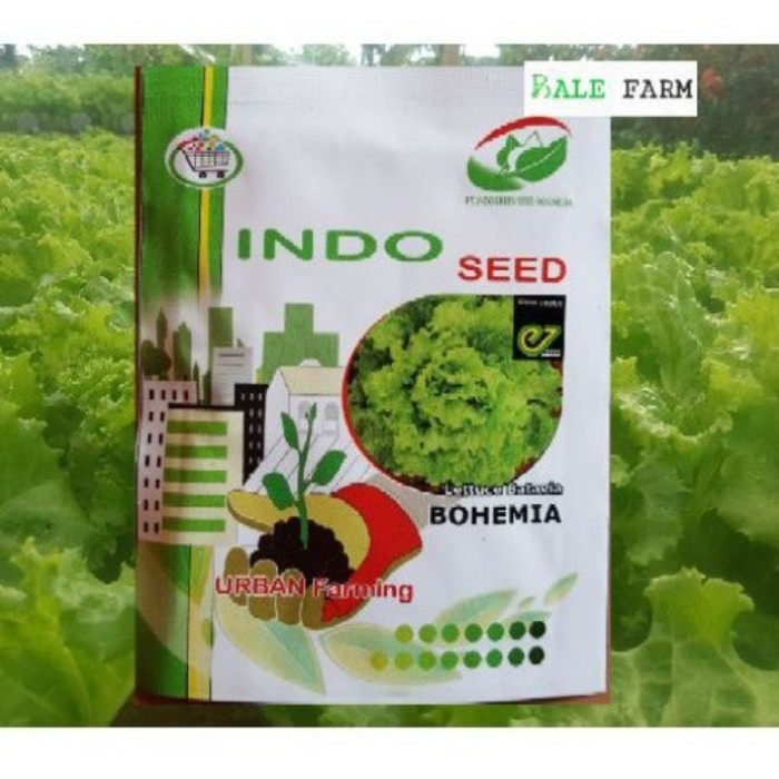 TERLARIS benih selada enza zaden bohemia mirip rz junction