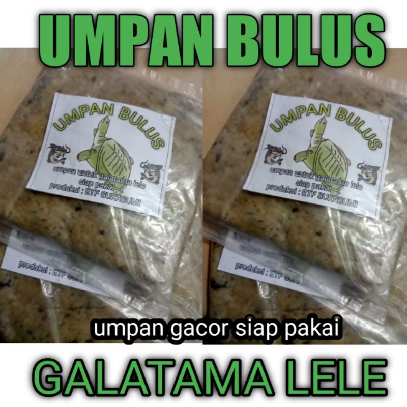 UMPAN BULUS GALATAMA LELE