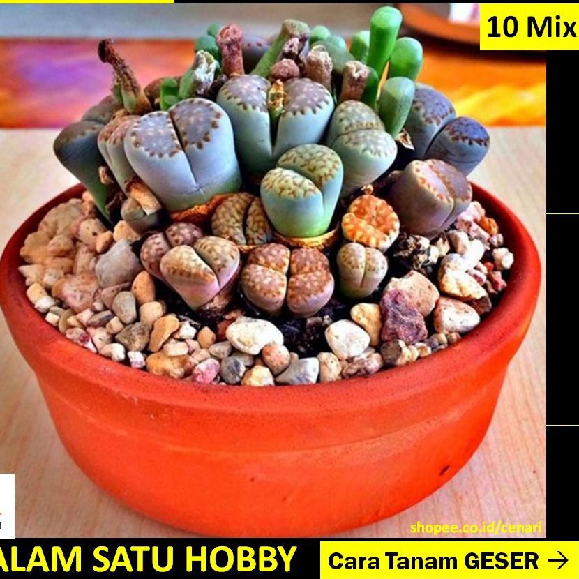 Ready Banyak ✢ Benih kaktus batu lithops stone 10 biji /pack bunga indoor langka jenis succulent/sek