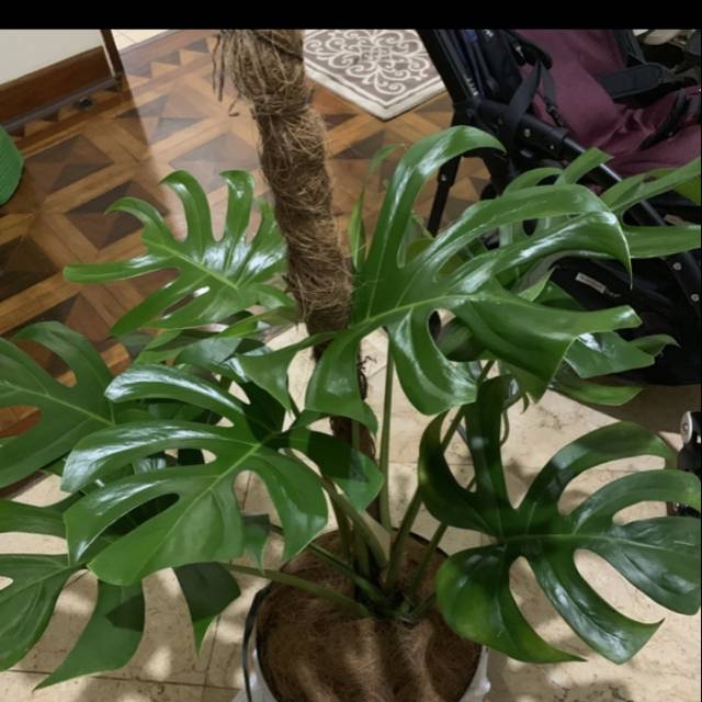 Monstera Deliciosa Tanaman Hias Populer Daun Dekorasi Taman Rumah Indoor Outdoor Murah Real Pict Shopee Indonesia