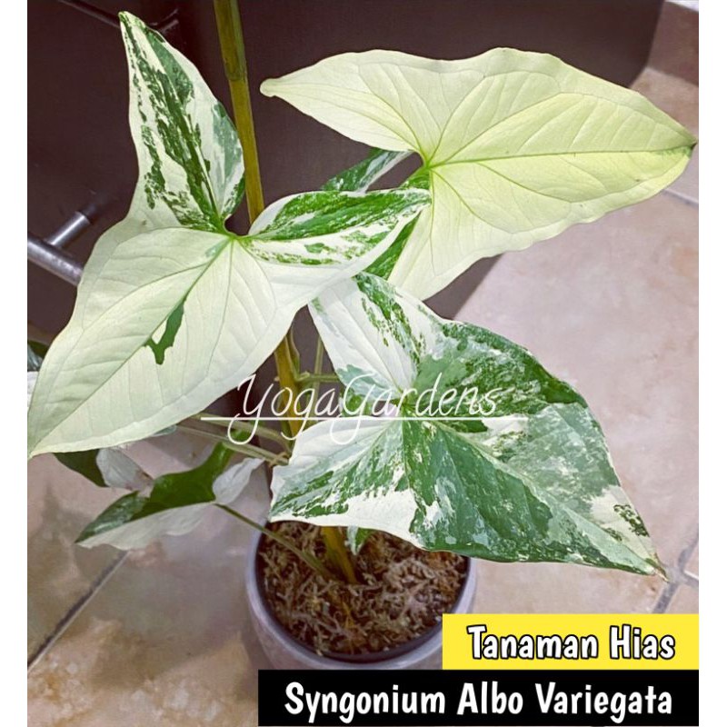 Syngonium albo varigata - Syngonium varigata